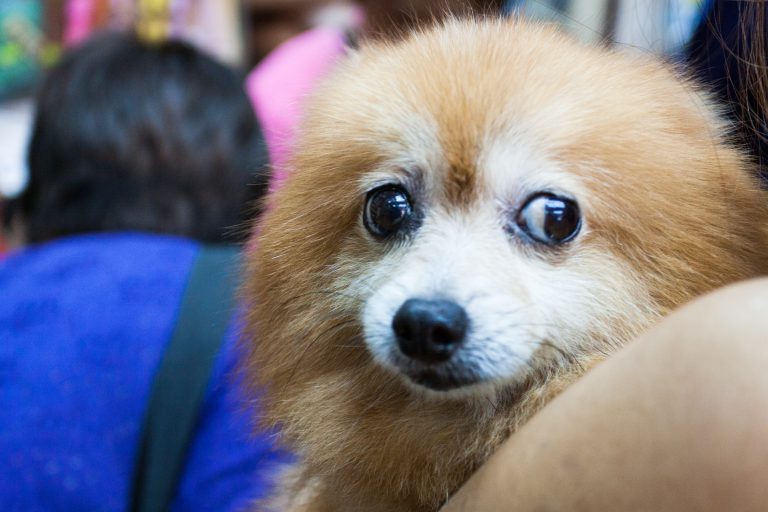 愛護動物,就應該去領養動物