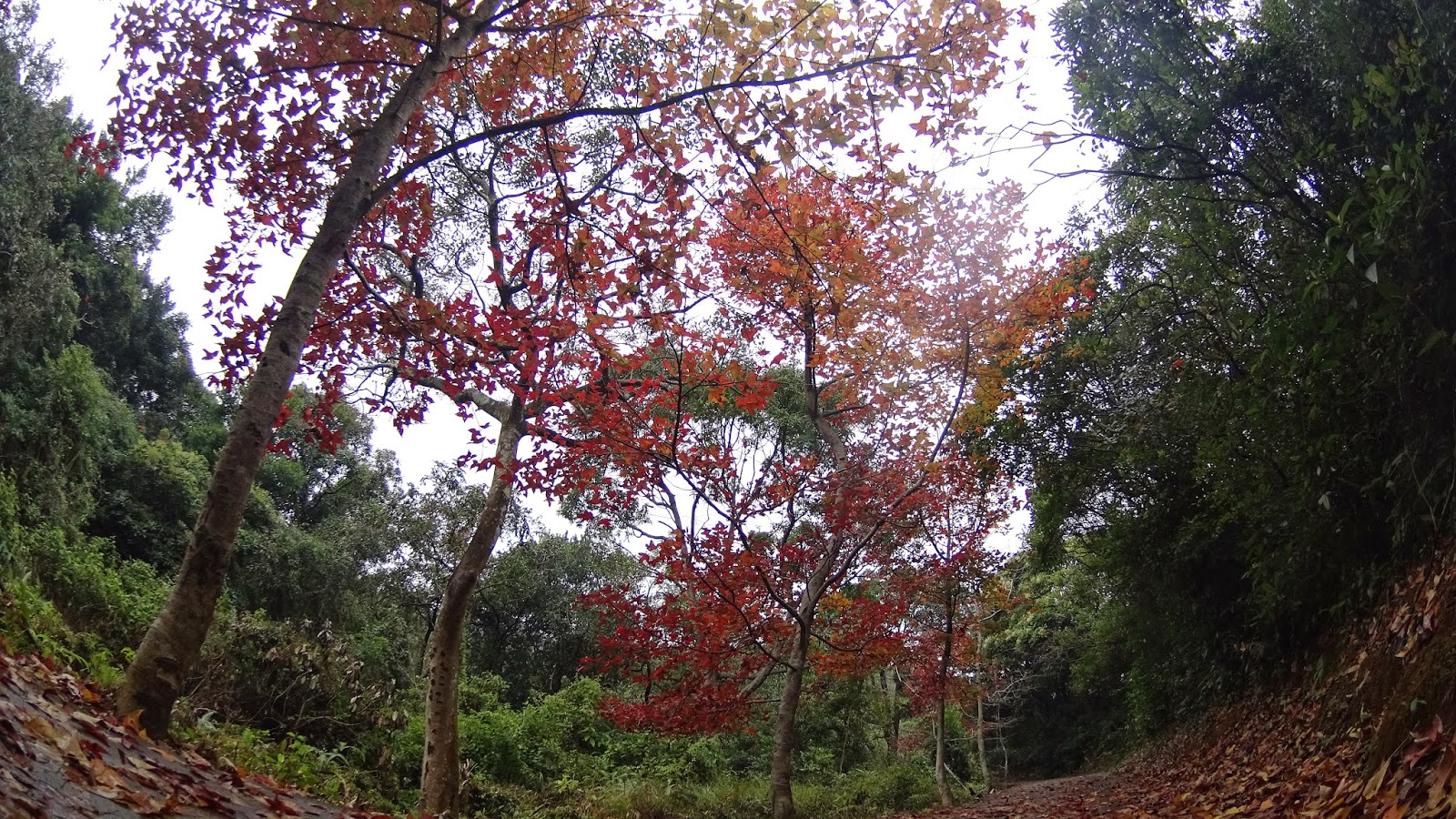 位於清快塘村門外大樹長滿的紅葉