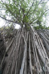 在登山電梯之前，見到參天巨樹，其根部深深地抓緊了石牆。